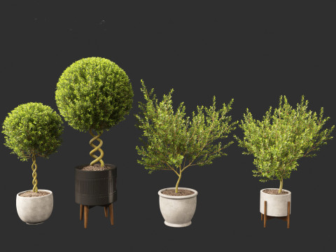 Laurus nobilis - Bay Tree 01 Model 3D