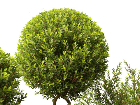 Laurus nobilis - Laurier 01 Modèle 3D