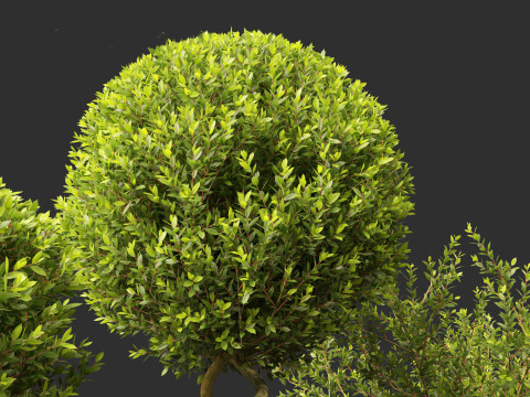 Laurus nobilis - Bay Tree 01 Model 3D