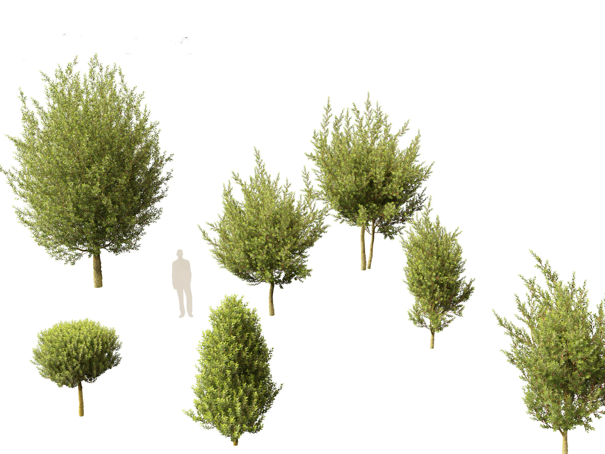 Laurus nobilis - Bay Tree 02 3D Model .c4d .max .obj .3ds .fbx .stl .blend 