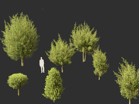 Laurus nobilis - Bay Tree 02 3D Model