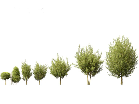 Laurus nobilis - Bay Tree 02 3D Model