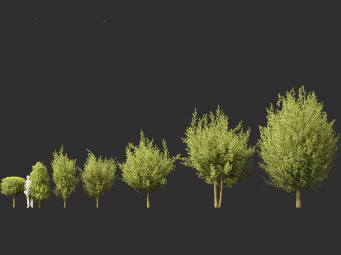 Laurus nobilis - Bay Tree 02 3D Model