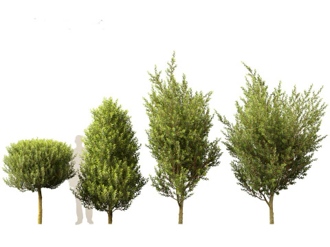Laurus nobilis - Bay Tree 02 3D Model