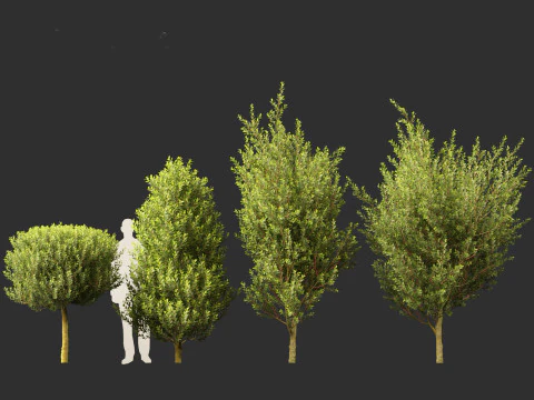Laurus nobilis - Bay Tree 02 3D Model