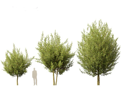 Laurus nobilis - Bay Tree 02 3D Model