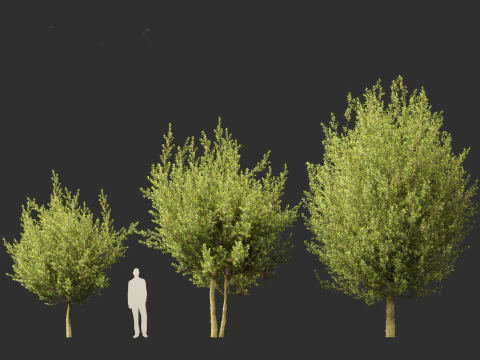 Laurus nobilis - Bay Tree 02 3D Model