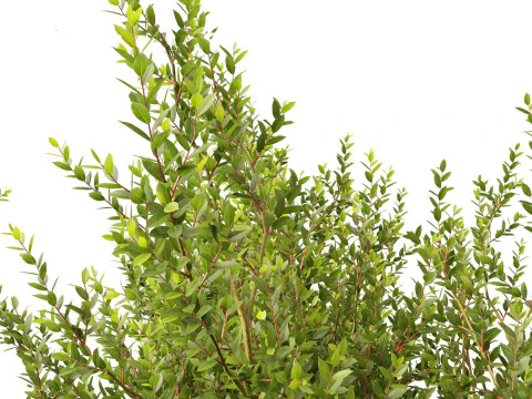 Laurus nobilis - Bay Tree 02 3D Model