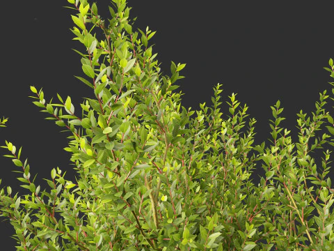 Laurus nobilis - Bay Tree 02 3D Model