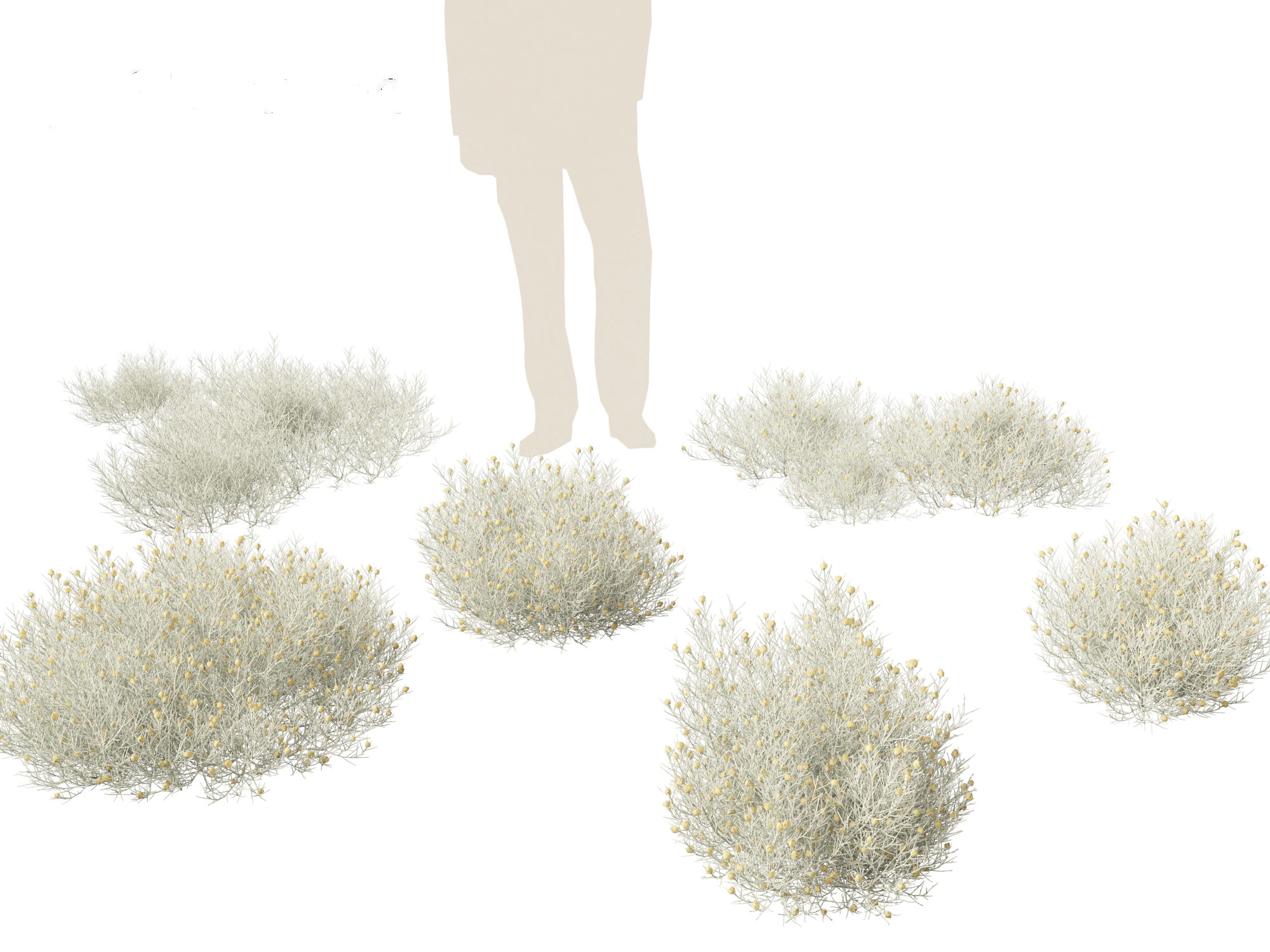 Leucophyta brownii - Cushion bush 3D Model .c4d .max .obj .3ds .fbx .stl .blend 