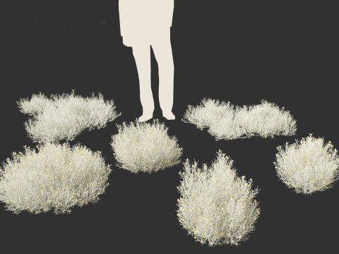 Leucophyta brownii - Cushion bush Modelo 3D