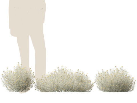 Leucophyta brownii - Cushion bush Modelo 3D