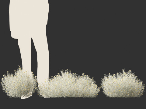 Leucophyta brownii - Cushion bush Modelo 3D