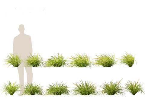 Lomandra longifolia - Spiny-head mat-rush Model 3D