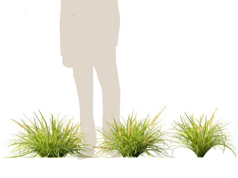 Lomandra longifolia - Spiny-head mat-rush Model 3D