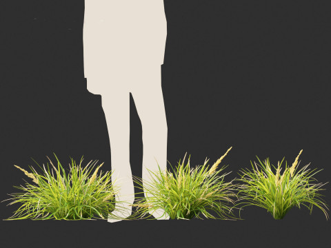 Lomandra longifolia - Spiny-head mat-rush Model 3D