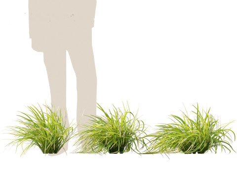 Lomandra longifolia - Spiny-head mat-rush Model 3D