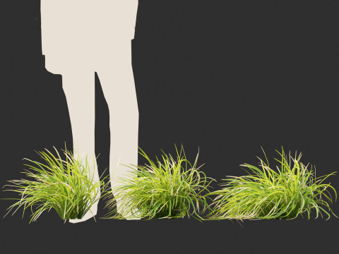 Lomandra longifolia - Spiny-head mat-rush Model 3D