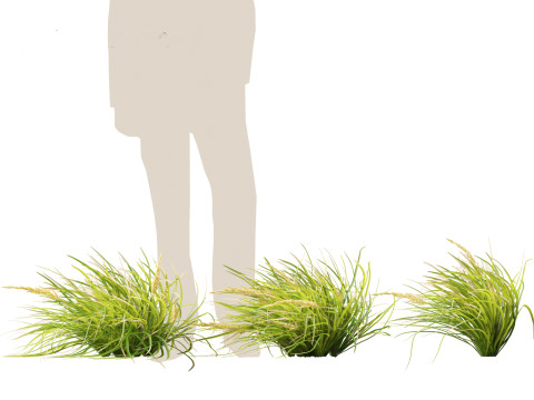 Lomandra longifolia - Spiny-head mat-rush Model 3D