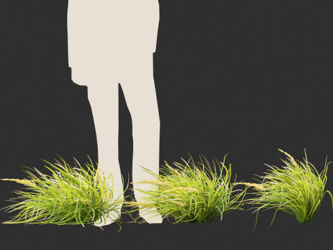 Lomandra longifolia - Spiny-head mat-rush Model 3D