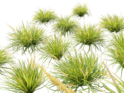 Lomandra longifolia - Spiny-head mat-rush 3Dモデル