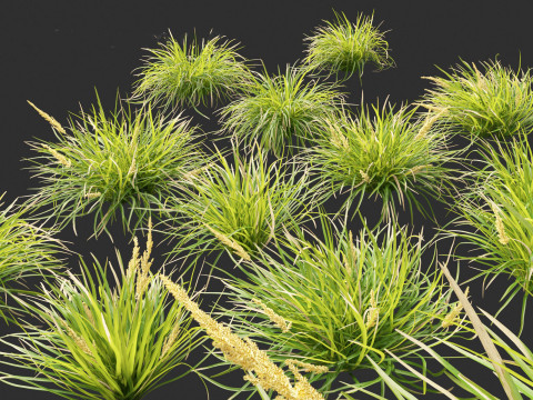 Lomandra longifolia - Spiny-head mat-rush Model 3D