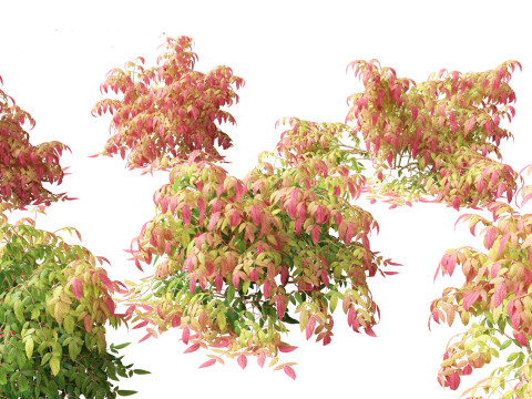 Nandina pygmaea - Dwarf sacred bamboo 01 Modelo 3D