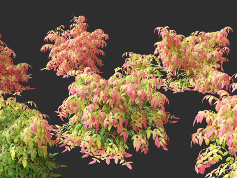 Nandina pygmaea - Dwarf sacred bamboo 01 Modèle 3D