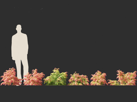 Nandina pygmaea - Dwarf sacred bamboo 01 Modèle 3D