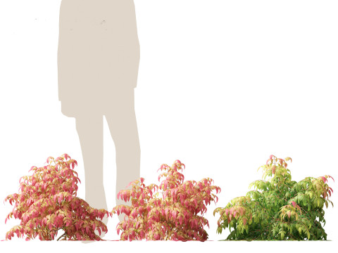 Nandina pygmaea - Dwarf sacred bamboo 01 Modèle 3D