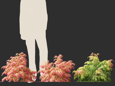 Nandina pygmaea - Dwarf sacred bamboo 01 Modèle 3D