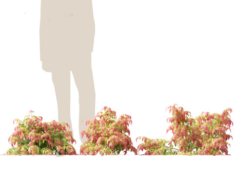 Nandina pygmaea - Dwarf sacred bamboo 01 Modèle 3D
