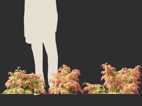 Nandina pygmaea - Dwarf sacred bamboo 01 Modèle 3D