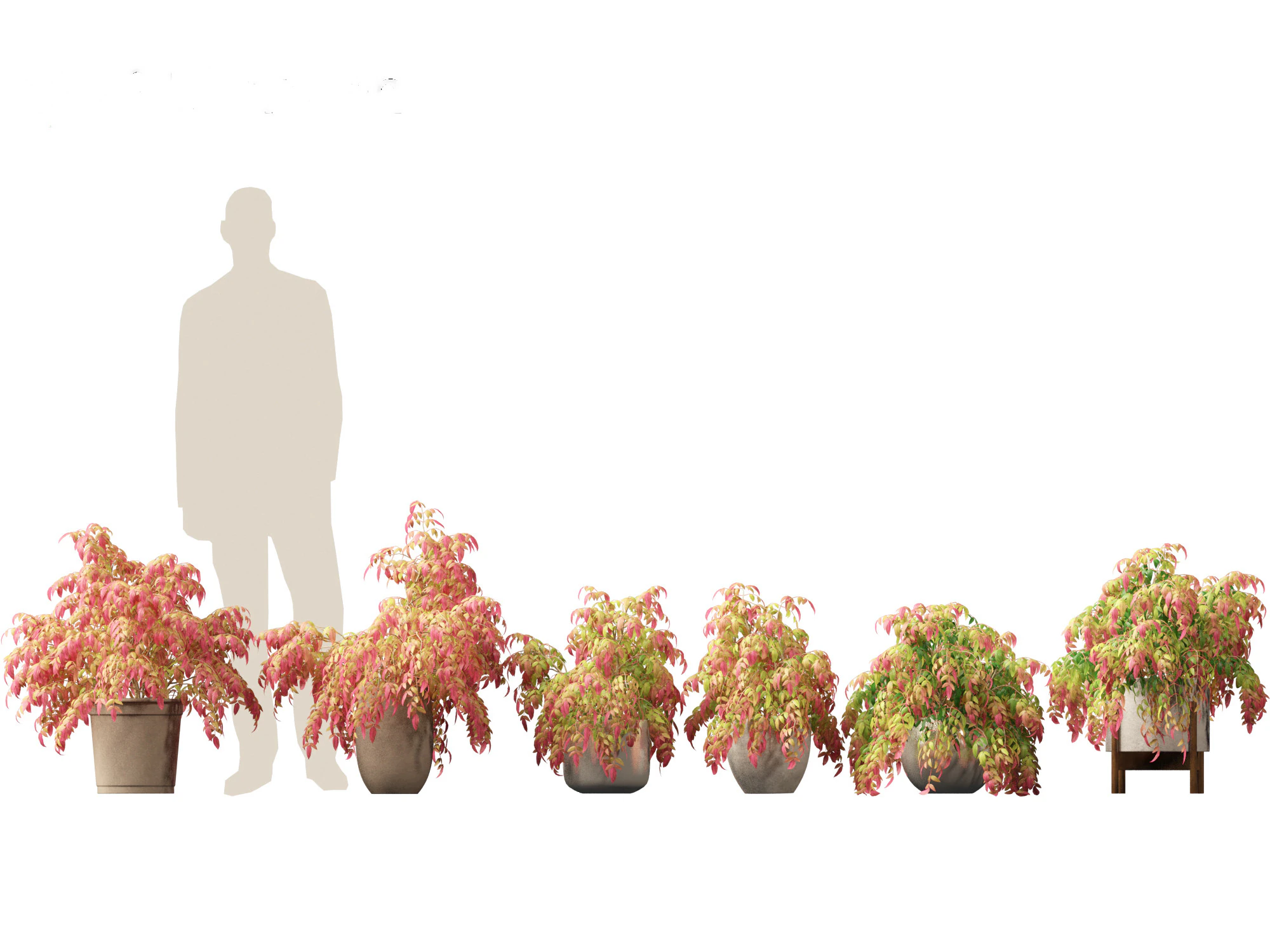 Nandina pygmaea - Dwarf sacred bamboo 02 3D Model .c4d .max .obj .3ds .fbx .stl .blend 