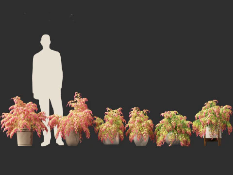 Nandina pygmaea - Dwarf sacred bamboo 02 3D Model