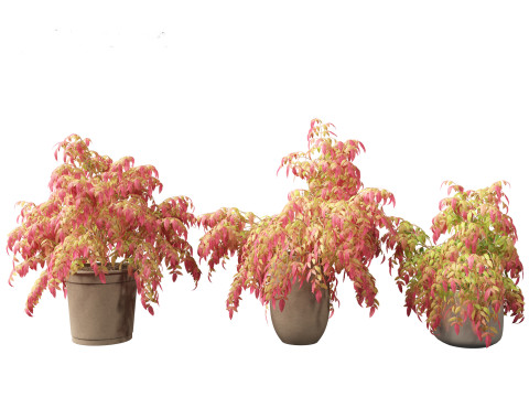 Nandina pygmaea - Dwarf sacred bamboo 02 Modèle 3D