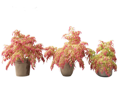 Nandina pygmaea - Dwarf sacred bamboo 02 3D Model