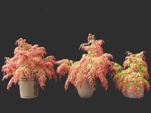 Nandina pygmaea - Dwarf sacred bamboo 02 Modèle 3D