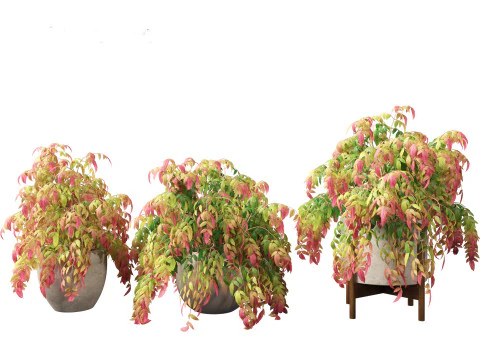 Nandina pygmaea - Dwarf sacred bamboo 02 3D Model