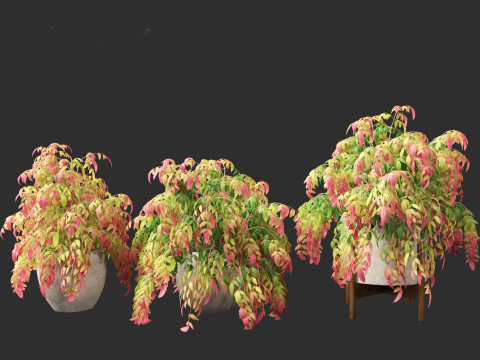 Nandina pygmaea - Dwarf sacred bamboo 02 Modèle 3D