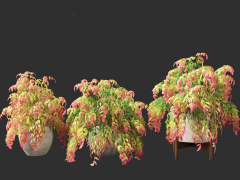 Nandina pygmaea - Dwarf sacred bamboo 02 3D Model