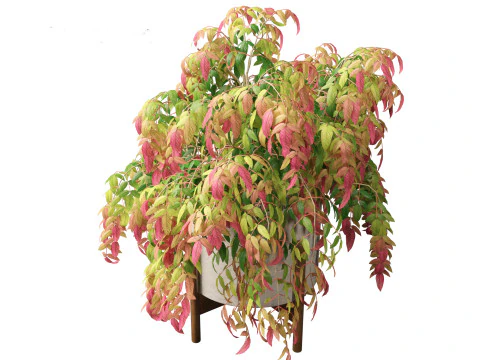 Nandina pygmaea - Dwarf sacred bamboo 02 3D Model