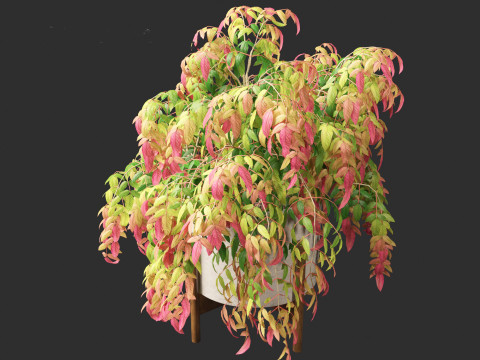 Nandina pygmaea - Dwarf sacred bamboo 02 Modèle 3D