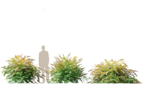 Sorbaria sorbifolia False spiraea Modello 3D