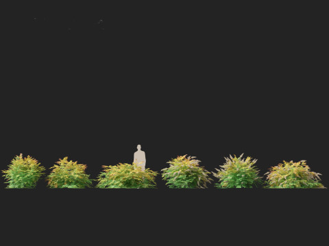 Sorbaria sorbifolia False spiraea Modello 3D