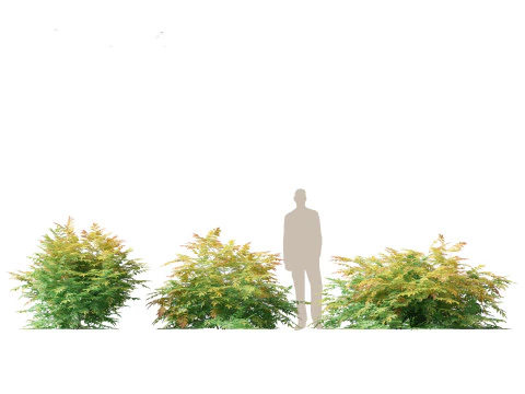 Sorbaria sorbifolia False spiraea 3D Model