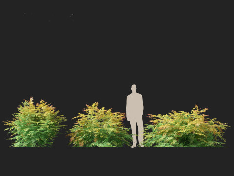 Sorbaria sorbifolia False spiraea Modello 3D