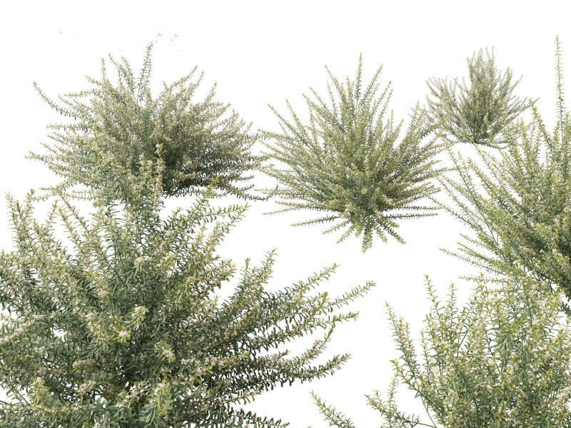 Philotheca Myoporoides Ruby Cascade - Wax Flower 3D Модель .c4d .max .obj .3ds .fbx .stl .blend 