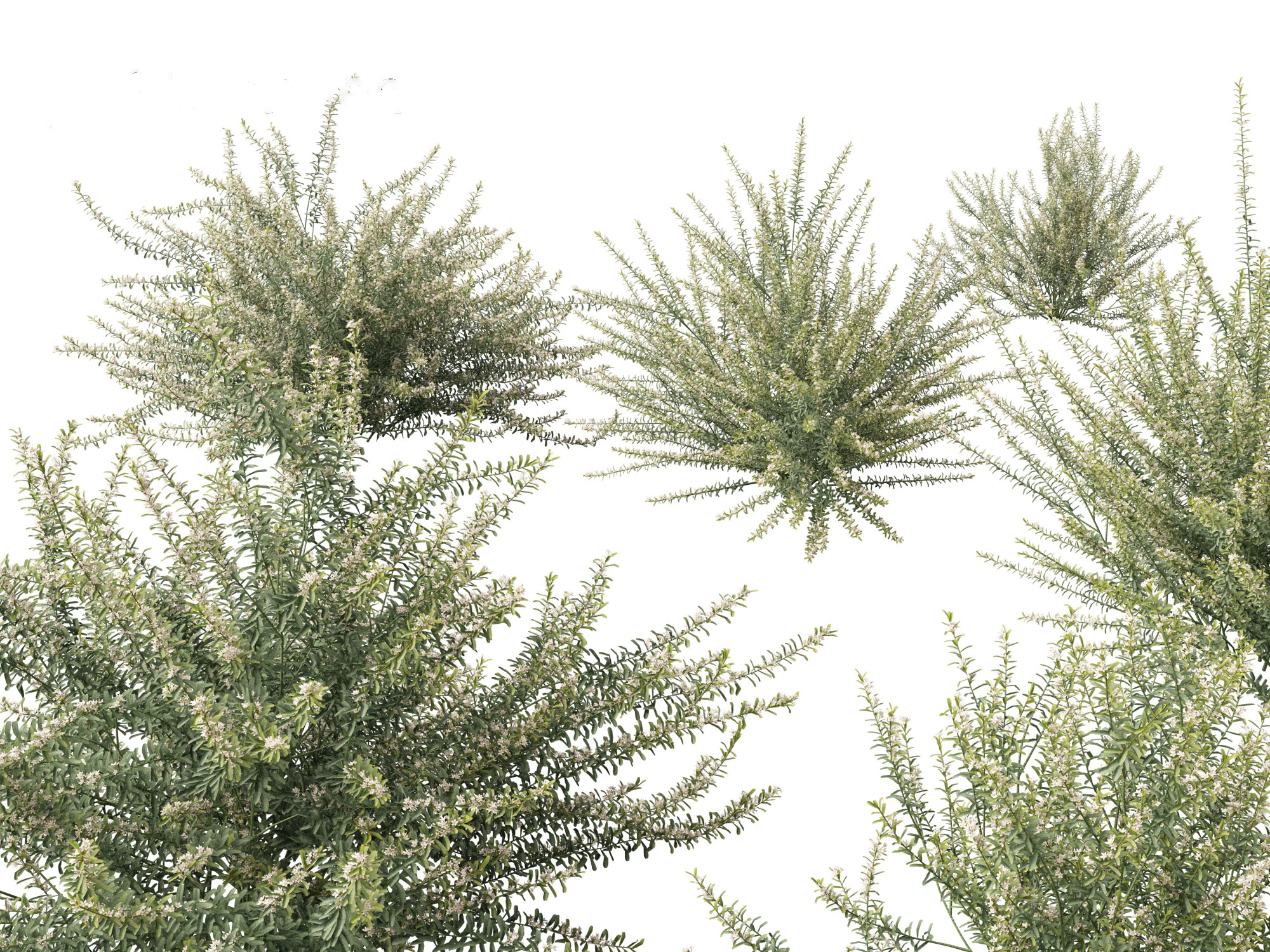 Philotheca Myoporoides Ruby Cascade - Wax Flower 3D Model .c4d .max .obj .3ds .fbx .stl .blend