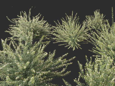 Philotheca Myoporoides Ruby Cascade - Wax Flower 3D Model